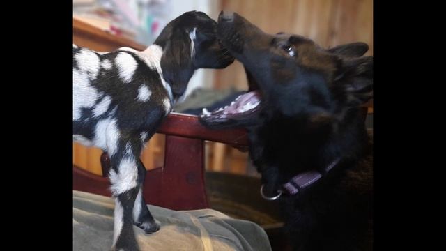 Окоты! Козлята! Ушастый жених для моей новой козочки!!)))) смотреть онлайн