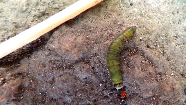 Сад.Урожай для Себя.ЭКО-борьба с вредителями. Sad.EKO pest control смотреть онлайн