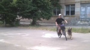 Немецкая овчарка - Мишка. Бег рядом с велосипедом. Видео урок с собакой.