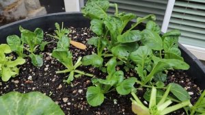 GreenStalk Vertical Planter Progress | Wild Tales of...Seattle Gardening with Kids
