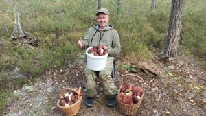 Сосновый бор где много Боровиков и Белых грибов. Выборг, танковый полигон.