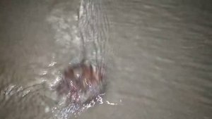 Крабы отшельники