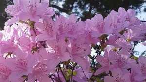 Сакура и пение птиц. Sakura and birdsong.