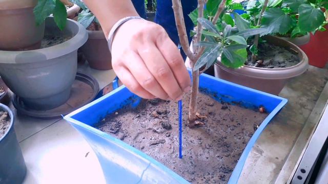 How to Care Plants in Rainy Season /Some Magical Tips to Care of Plants in Monsoon Season