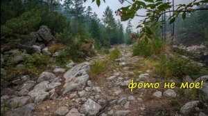 Клематисы. Простые ответы на сложные вопросы