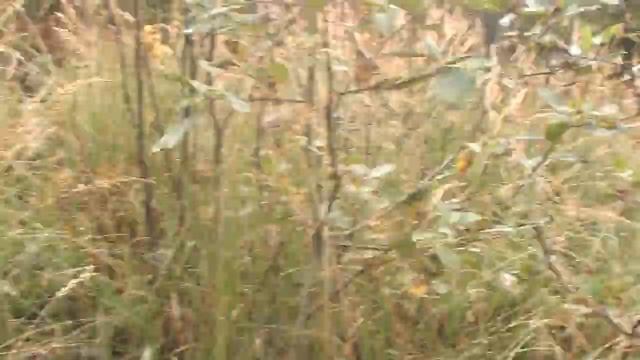 Поход за грибами. Карпаты. Как я заблудился в лесу.