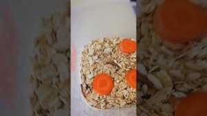 Разведение мучного червя