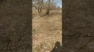 штиль 211 результат деятельности