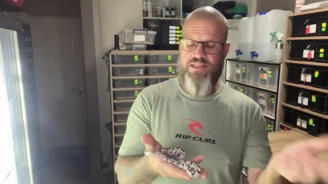 Incredible ball python genetic combo! Love hate relationship with the spider gene!