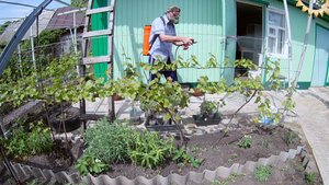 Обработка винограда от болезней и вредителей.Таблица совместимости пестицидов и фунгицидов