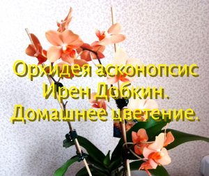 Орхидея асконопсис Irene Dobkin (Ирен Добкин). Домашнее цветение.