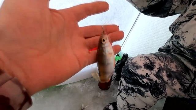 ЧЕРНОИСТОЧИНСКОЕ ВОДОХРАНИЛИЩЕ - МОРЕ . Зимняя рыбалка в глухозимье 2024