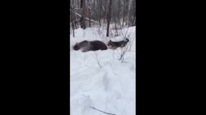 Охота на медведя в берлоге