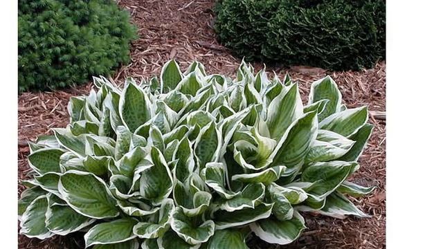Хоста волнистая Албомаргината (hosta undulata Albomarginata) смотреть онлайн