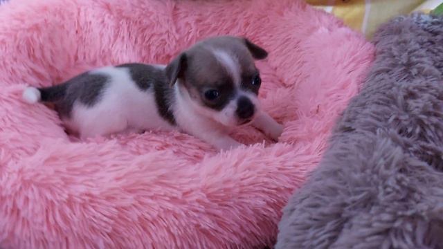 24 дня малышам чихуахуа Феодосия и Космос питомник собак Кастропуло Крым открыты для резервирования смотреть онлайн