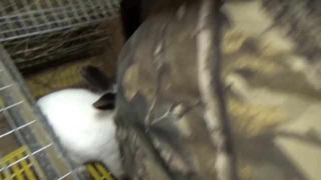 Случка кроликов с руки (результат) смотреть онлайн