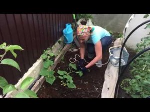 Дневник дачника № 9