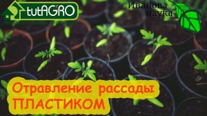 ВОНЮЧИЙ ПЛАСТИК ДЛЯ  РАССАДЫ.В какой пластик можно сажать рассаду?