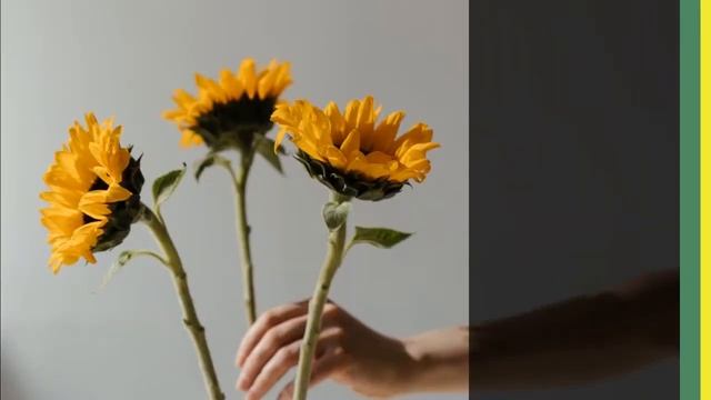 подсолнухи смотреть онлайн