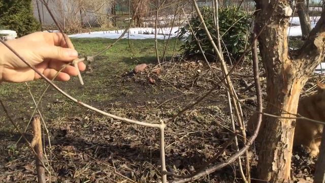 ЖИЗНЬ в ГЛУХОЙ ДЕРЕВНЕ. БЕЛАРУСЬ КИЗИЛ . САЖЕНЦЫ ФОРМИРОВКА И ОБРЕЗКА смотреть онлайн