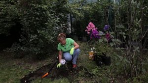 Посадка флоксов