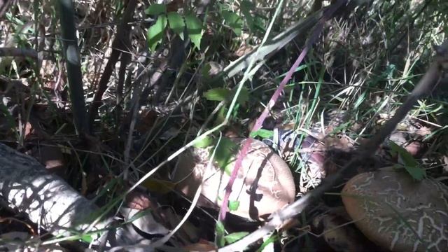 Дружная семейка подберёзовиков смотреть онлайн