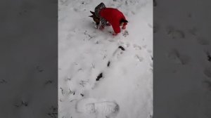 Приколы 2019 с собаками. Зима. Первый снег. Карликовый пинчер,  мини доберман, мини пинчер