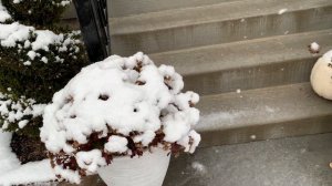 My Winter Wonderland Garden Tour: 1st Snowstorm of 2020