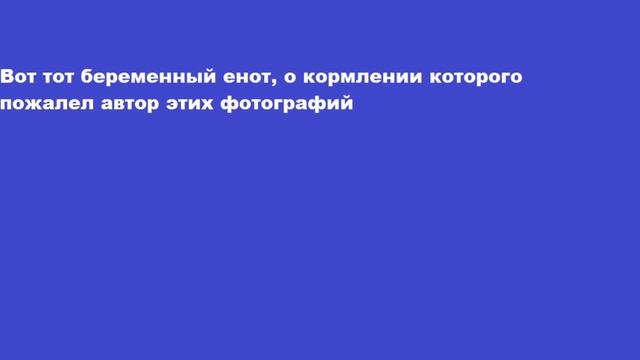 Вот почему кормление беременного енота это рискованное занятие смотреть онлайн