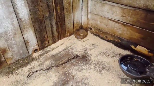 Сподобилась на новые сыры/ Первая прогулка у телки))) смотреть онлайн