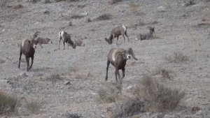 Интересные факты о баранах