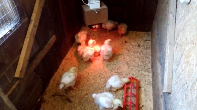 Основные правила содержания цыплят-бройлеров и индюшат. смотреть онлайн