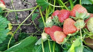 7 июля 2022г..клубника ЛОРД и КОРОЛЕВА ЕЛИЗАВЕТА