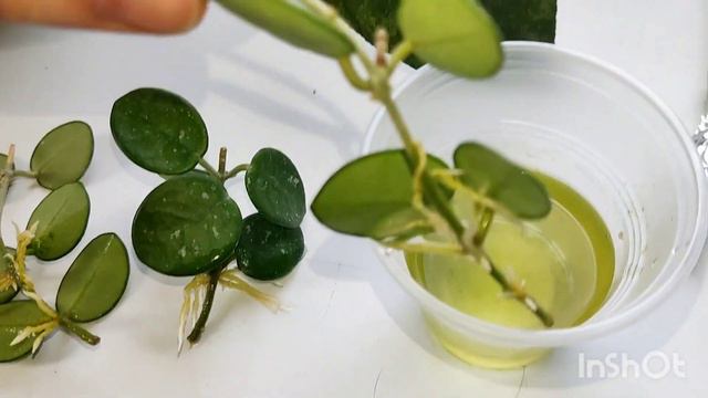 новинки! пополнение коллекции хой смотреть онлайн