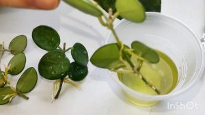 новинки! пополнение коллекции хой