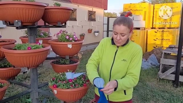 Как сберечь ручки цветочницы и про петуниевое дерево))