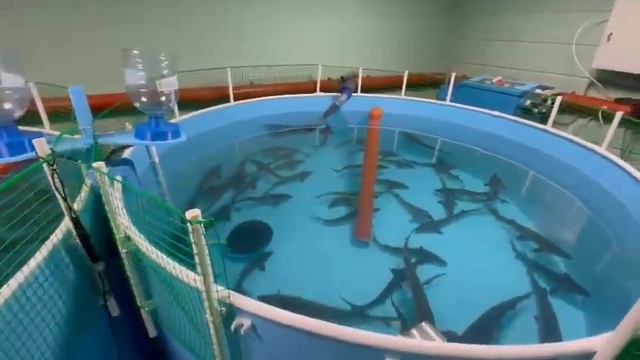 Модуль УЗВ в гараж. смотреть онлайн