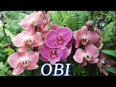 №566/ OBI, УДИВЛЯЕТ разнообразием СОРТОВЫХ ОРХИДЕЙ.