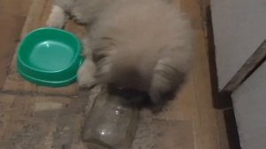 Пекинес Тоша активно вылизывает посуду | Pekines Tosha licking dishes