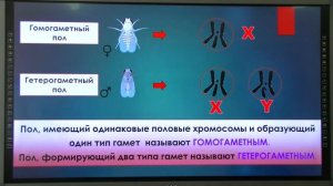 10 класс. Биология. Генетика пола