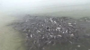 Молочный лиман кишит мальком: будем с рыбой