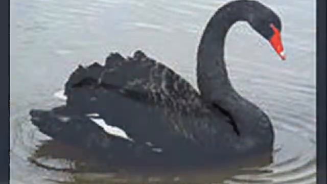 БЕЛЫЕ ЛЕБЕДИ смотреть онлайн