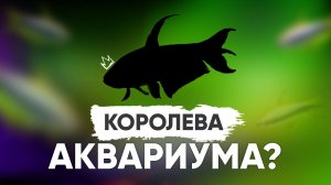 Королева харациновых аквариумных рыбок