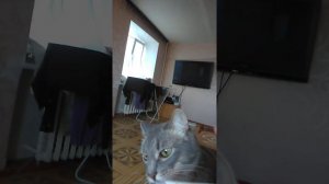 кот ест сигареты