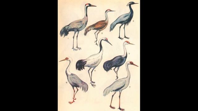 Перелетные птицы. Часть 2. Екатерина Щагина. смотреть онлайн