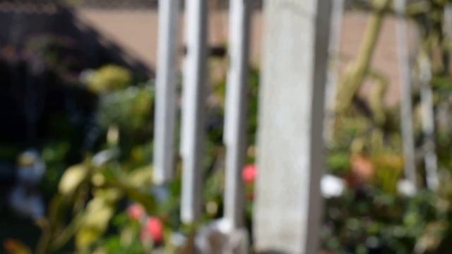 Nikon D3300 Kit Lens Nikkor 18-55mm Video Recording Test Manual Focus