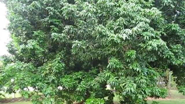 Litchi chinensis Hak Ip Huge Tree смотреть онлайн