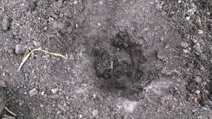 #ОГУРЦЫ ВЫТЯНУЛИСЬ,КАК ИХ САЖАТЬ