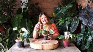 PHILODENDRON 'WHITE WIZARD', 'WHITE KNIGHT', 'WHITE PRINCESS' | How To Tell Which One Is Which