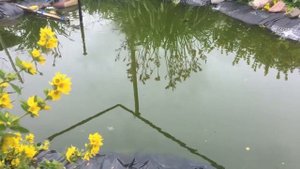 Рыбалка на маленьком искусственном пруду || Ротан || Карась